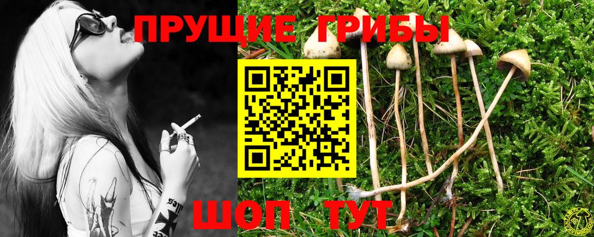 Псилоцибиновые грибы прущие грибы  Вход с VPN  Псилоцибиновые грибы Cubensis  цены   Богданович 